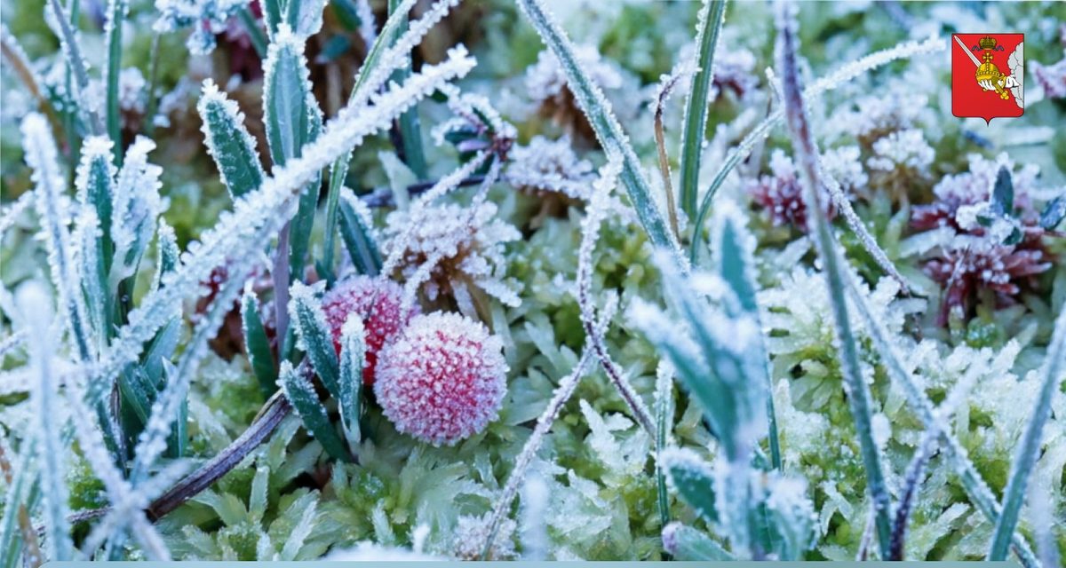 В Никольске замерзало до −7,7 °C, а в Вытегре ночью было +8,9 °C
