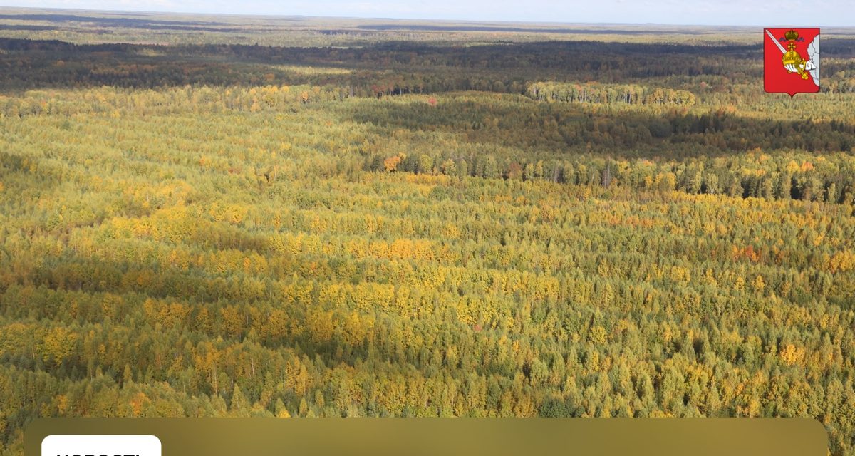 В Вологодской области за сезон случились всего три лесных пожара — все потушили за сутки