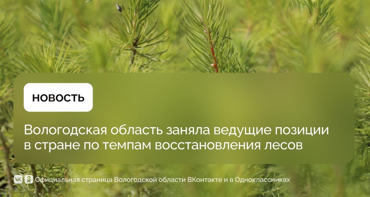 Вологодская область вошла в топ-3 регионов России по площади лесовосстановления